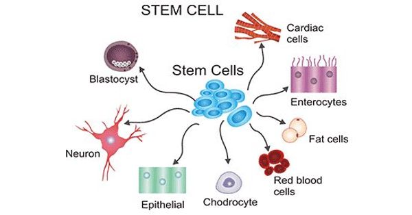 Diagram showing stem cells differentiating into various cell types.