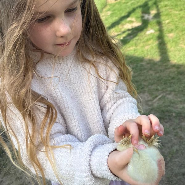 Young girl gently holding a chick.