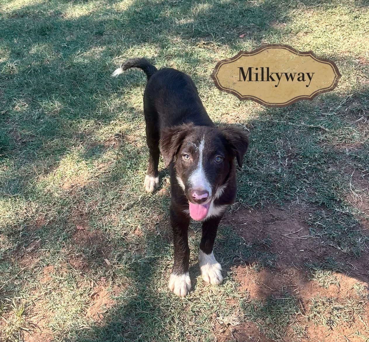 Milkyway is a beautiful chocolate and white male Border collie. Ready to go home now.
