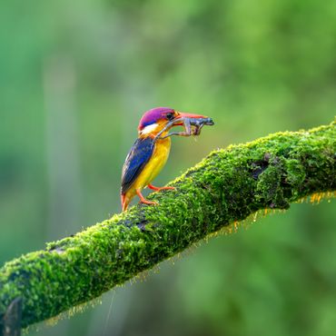 Black-backed Dwarf Kingfisher