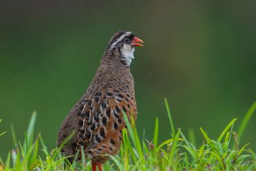 Painted Bush-quail
