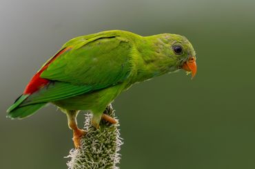 Vernal-hanging Parrot