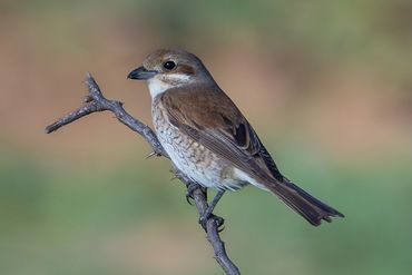 Red-backed Shrike