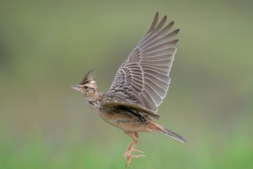 Tawny Lark