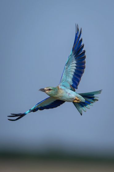 European Roller - Coracias garrulus