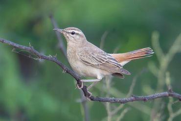 Rufous-tailed Scrub-robin