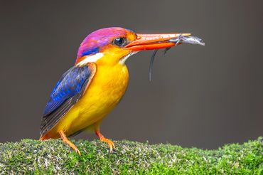 Oriental Dwarf Kingfisher