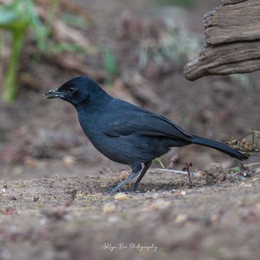 Slate-colored Boubou (Laniarius funebris)