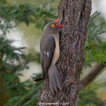 Red-billed Oxpecker (Buphagus erythroryncha)