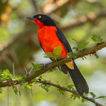Black-headed Gonolek (Laniarius erythrogaster)