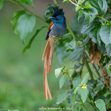 African Paradise-Flycatcher (Terpsiphone viridis)