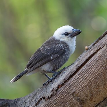White-headed Barbet (Lybius leucocephalus)