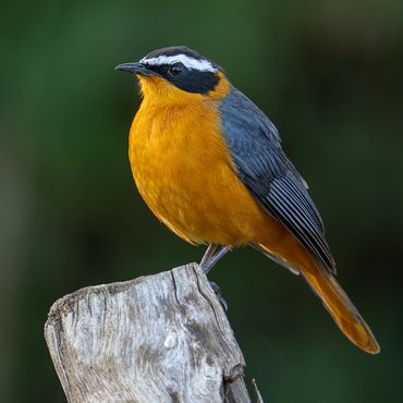 White-browed Robin-Chat (Cossypha heuglini)