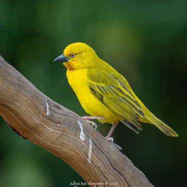 Holub's Golden-Weaver (Ploceus xanthops)