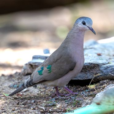 Emerald-spotted Wood-Dove (Turtur chalcospilos)
