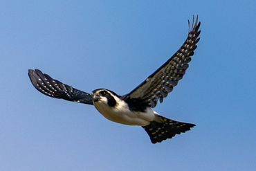 Pied Falconet
