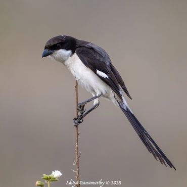 Long-tailed Fiscal (Lanius cabanisi)