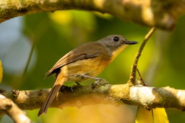 Pale-chinned Flycatcher