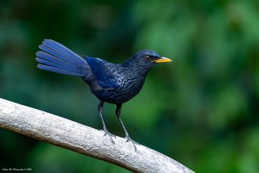Blue whistling thrush