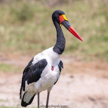 Saddle-billed Stork (Ephippiorhynchus senegalensis)