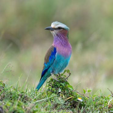 Lilac-breasted Roller (Coracias caudatus)