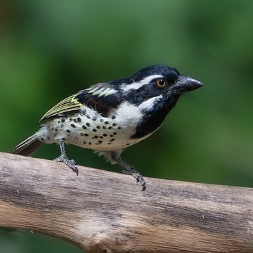 Spot-flanked Barbet (Tricholaema lacrymosa)