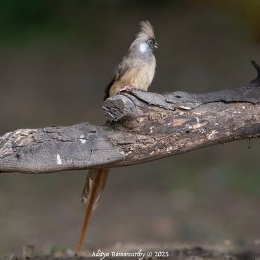 Speckled Mousebird (Colius striatus)