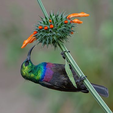 Marico Sunbird (Cinnyris mariquensis)