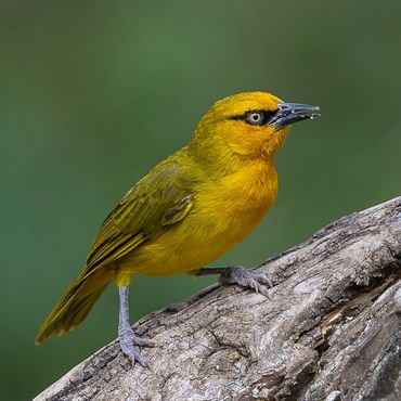 Spectacled Weaver (Ploceus ocularis)