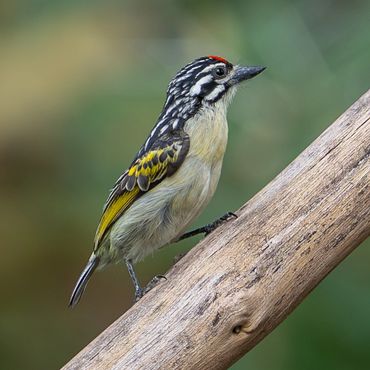 Northern Red-fronted Tinkerbird (Pogoniulus uropygialis)