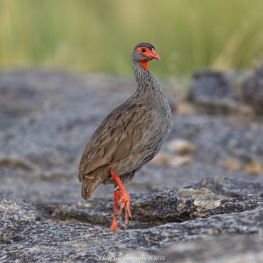 Red-necked Spurfowl (Pternistis afer)