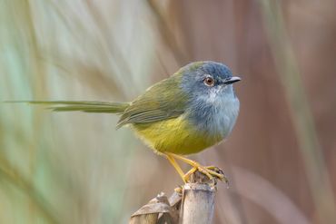 Yellow-bellied Prinia