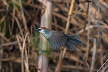 Chestnut-capped Babbler