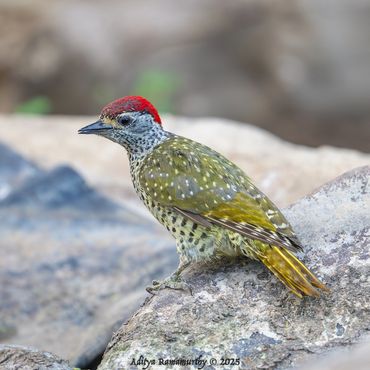 Green-backed Woodpecker (Campethera maculosa)