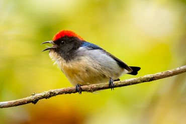 Scarlet-backed Flowerpecker