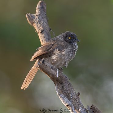Arrow-marked Babbler (Turdoides jardineii)