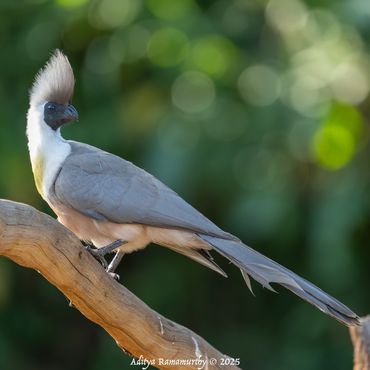 Bare-faced Go-away-bird (Crinifer personatus)
