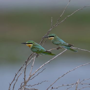 Blue-cheeked Bee-eater - Merops persicus