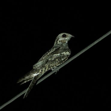 Eurasian Nightjar - Caprimulgus europaeus