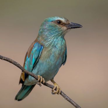 European Roller - Coracias garrulus