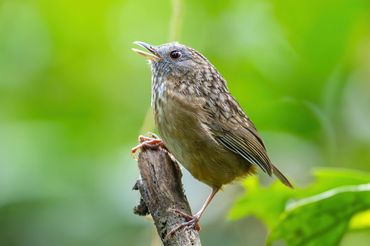 Streaked Wren-Babbler
