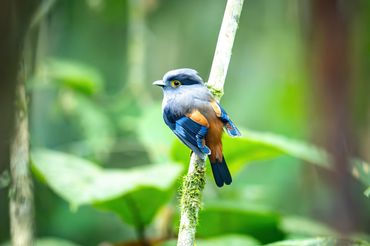 Grey-lored Broadbill