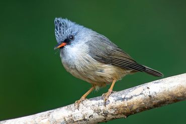 Black-chinned Yuhina