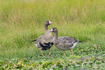 Greater White-fronted Goose