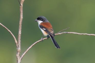 Burmese Shrike