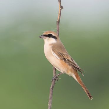 Red-tailed Shrike - Lanius phoenicuroides