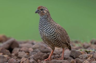 Rock-bush Quail