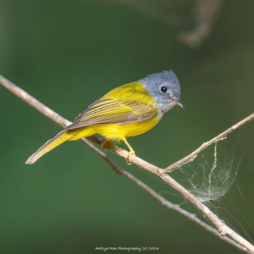 Grey-headed Canary Flycatcher
