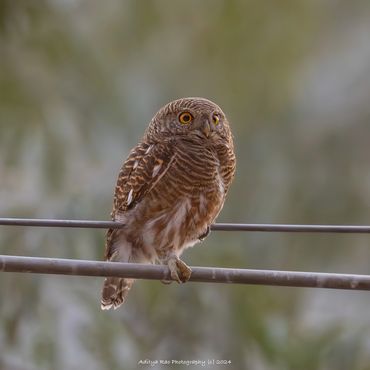 Asian Barred Owlet