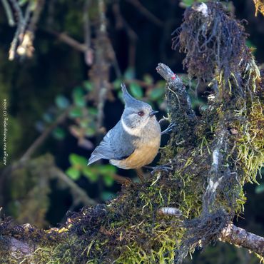 Grey-crested Tit